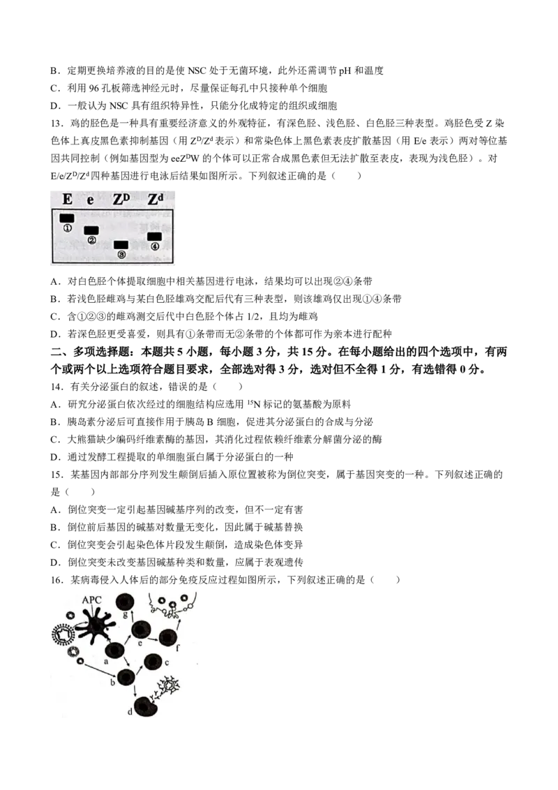 河北省石家庄市2025届高三上学期教学质量摸底检测生物试题_2024-2025高三（6-6月题库）_2024年11月试卷_11072025届河北省石家庄市普通高中学校高三质检摸底检测试题