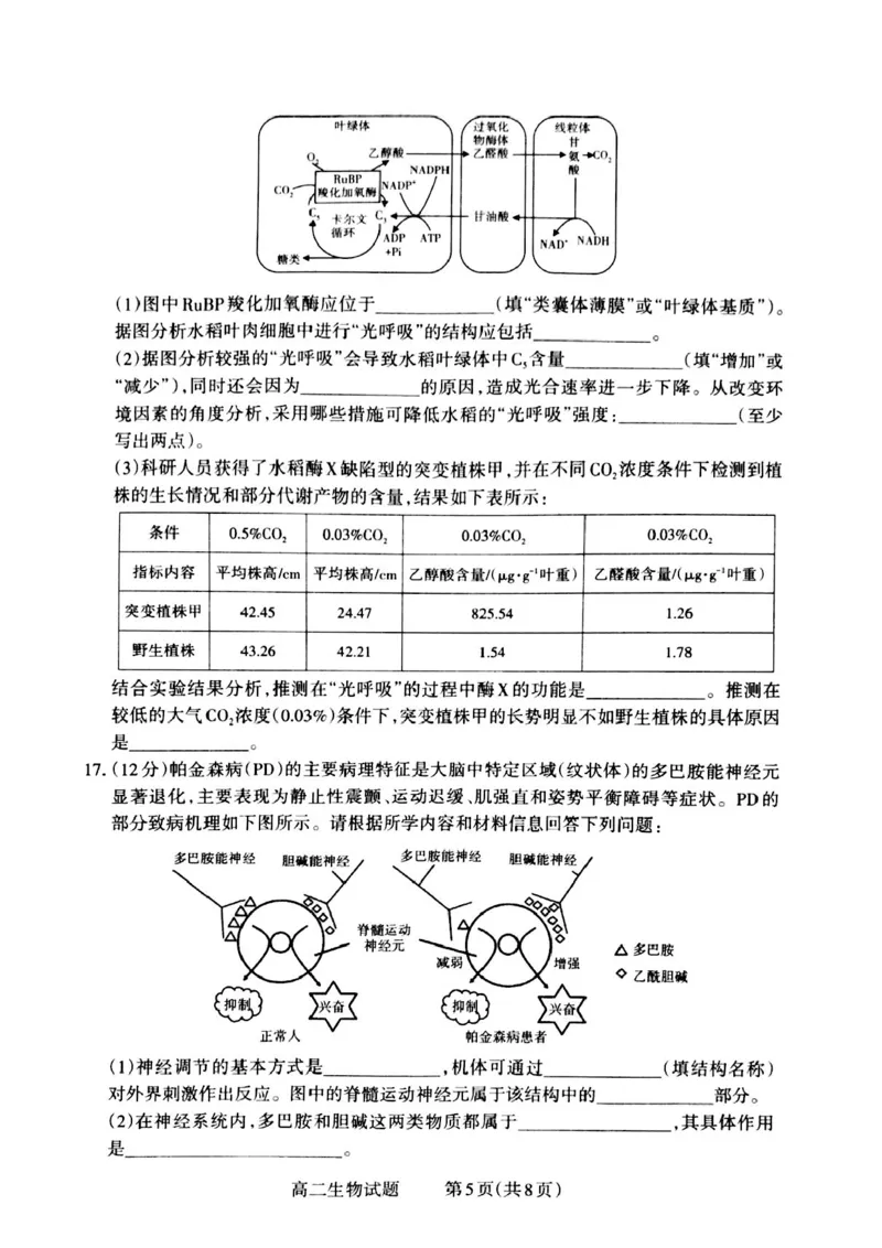 山西省晋城市2024-2025学年高二上学期12月月考试题生物PDF版含解析_2024-2025高二（7-7月题库）_2024年12月试卷_1222山西省晋城市2024-2025学年高二上学期12月月考