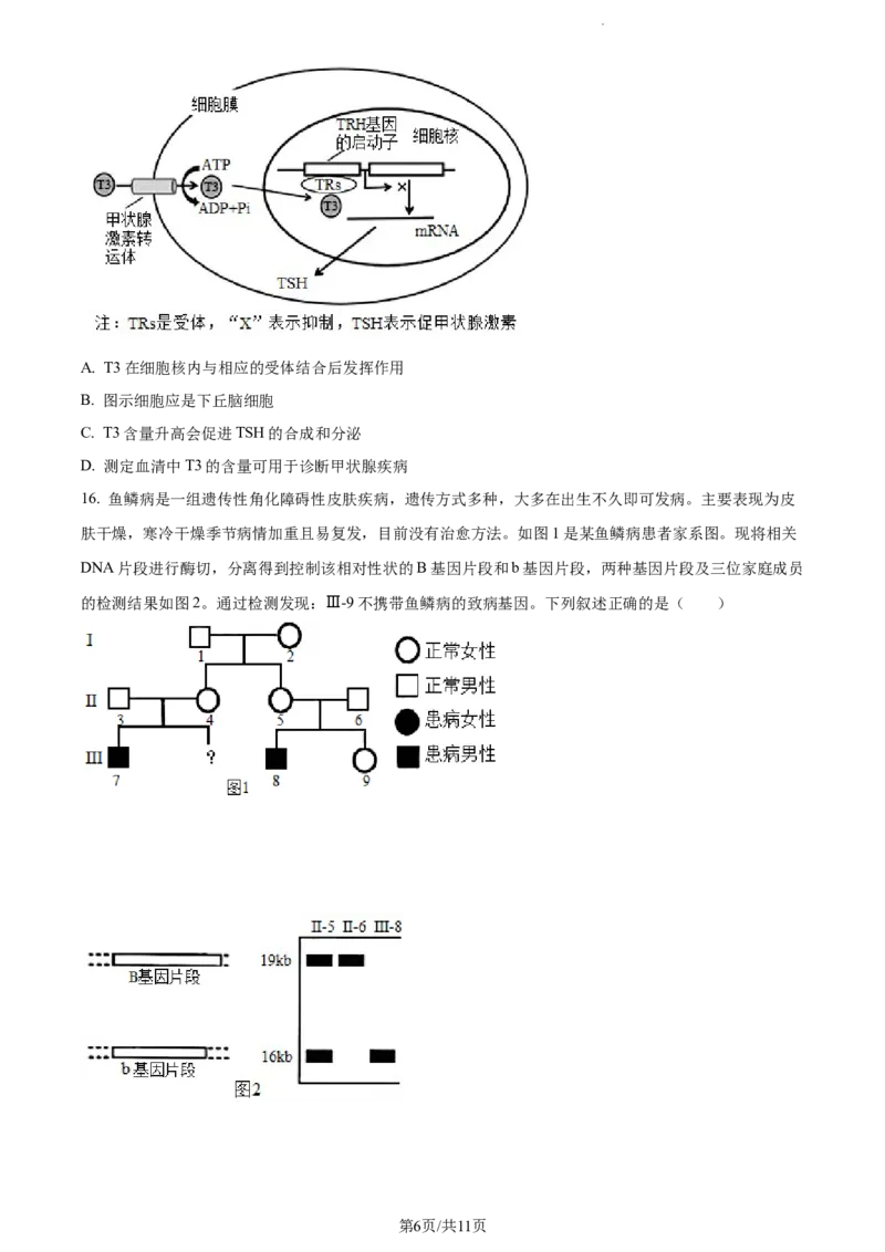 精品解析：湖南省邵阳市武冈市2023-2024学年高三上学期期中生物试题（原卷版）(1)_2023年11月_0211月合集_2024届湖南省邵阳市武冈市高三上学期期中考试