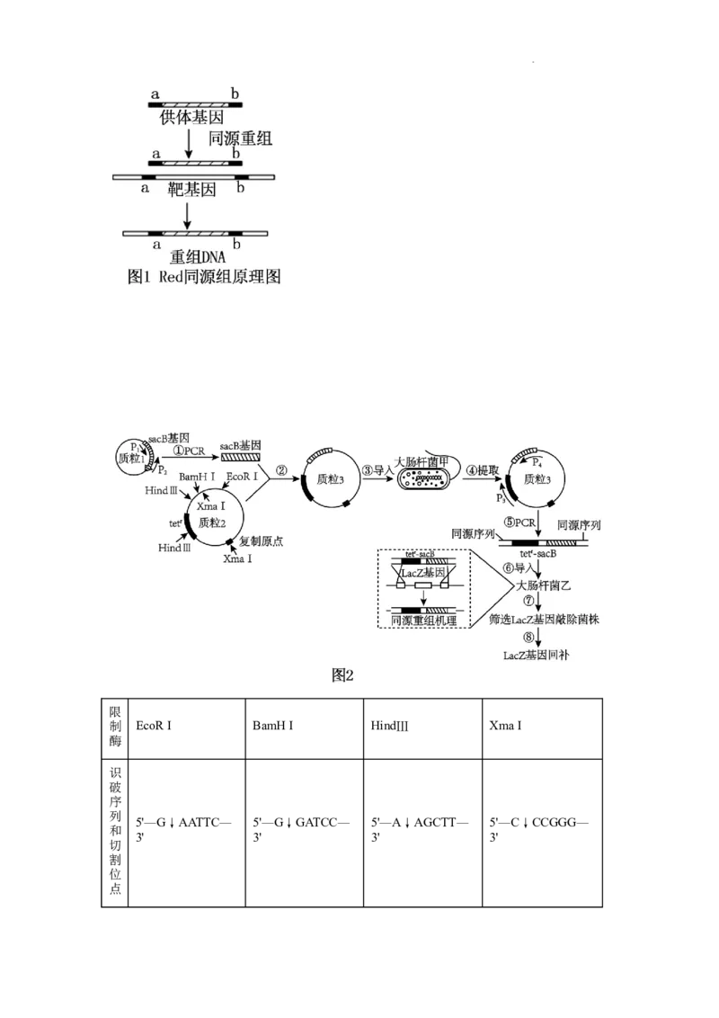 金太阳2024届高三年级下学期5月大联考（钢笔）生物（HEB）_2024年5月_01按日期_28号_2024届金太阳高三年级下学期5月大联考（钢笔）