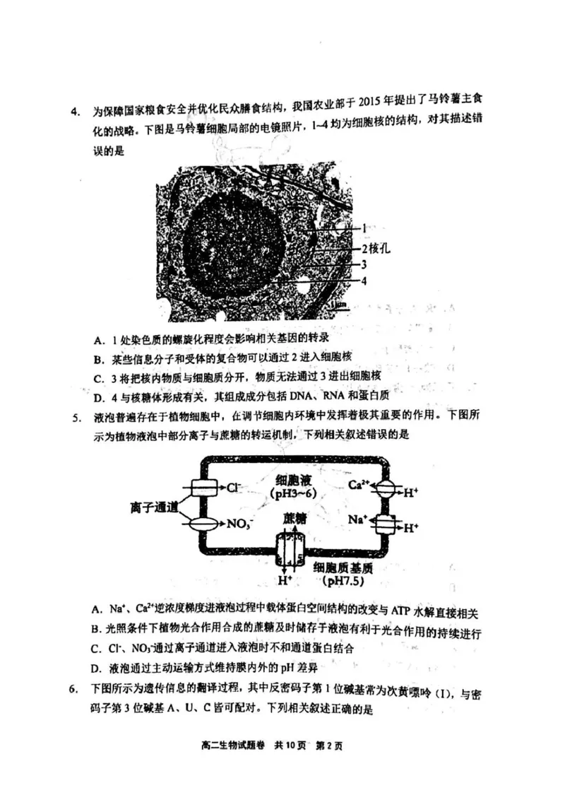 河南省安鹤新联盟2024-2025学年高二下学期5月联考生物试卷（图片版，含答案）_2024-2025高二（7-7月题库）_2025年05月试卷_0530河南省安鹤新联盟2024-2025学年高二下学期5月联考