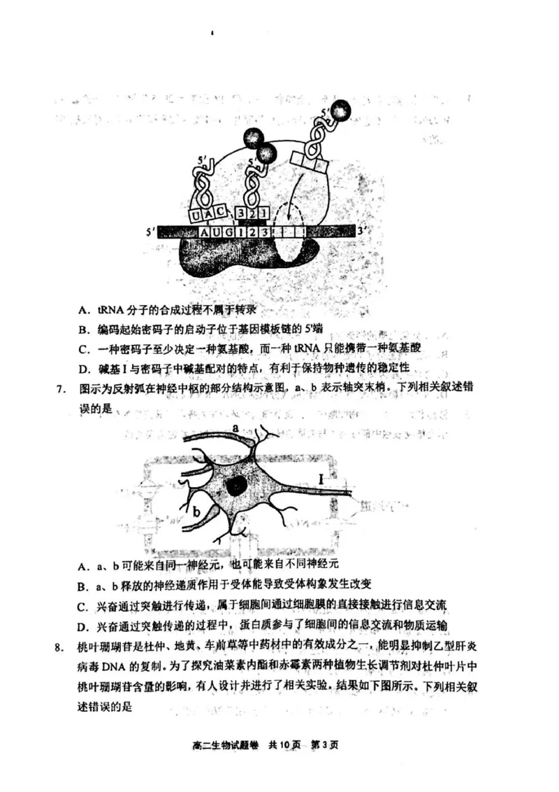 河南省安鹤新联盟2024-2025学年高二下学期5月联考生物试卷（图片版，含答案）_2024-2025高二（7-7月题库）_2025年05月试卷_0530河南省安鹤新联盟2024-2025学年高二下学期5月联考