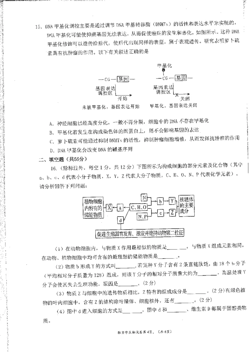 四川省雅安市22024-2025学年高三上学期11月&ldquo;零诊&rdquo;考试生物试卷_2024-2025高三（6-6月题库）_2024年11月试卷_1108四川省雅安市2024-2025学年高三上学期11月零诊试题
