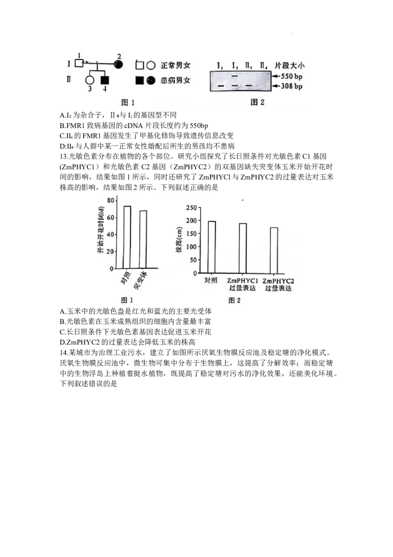生物试题_2024年2月_01每日更新_19号_2024届福建省百校联考高三下学期正月联考_福建省百校联考2024届高三下学期正月联考生物