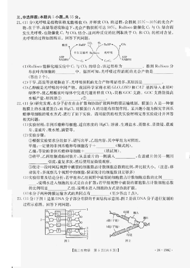 辽宁省铁岭市一般高中协作校2023-2024学年高三上学期期中考试生物(1)_2023年11月_0211月合集_2024届辽宁省铁岭市一般高中协作校高三上学期期中考试
