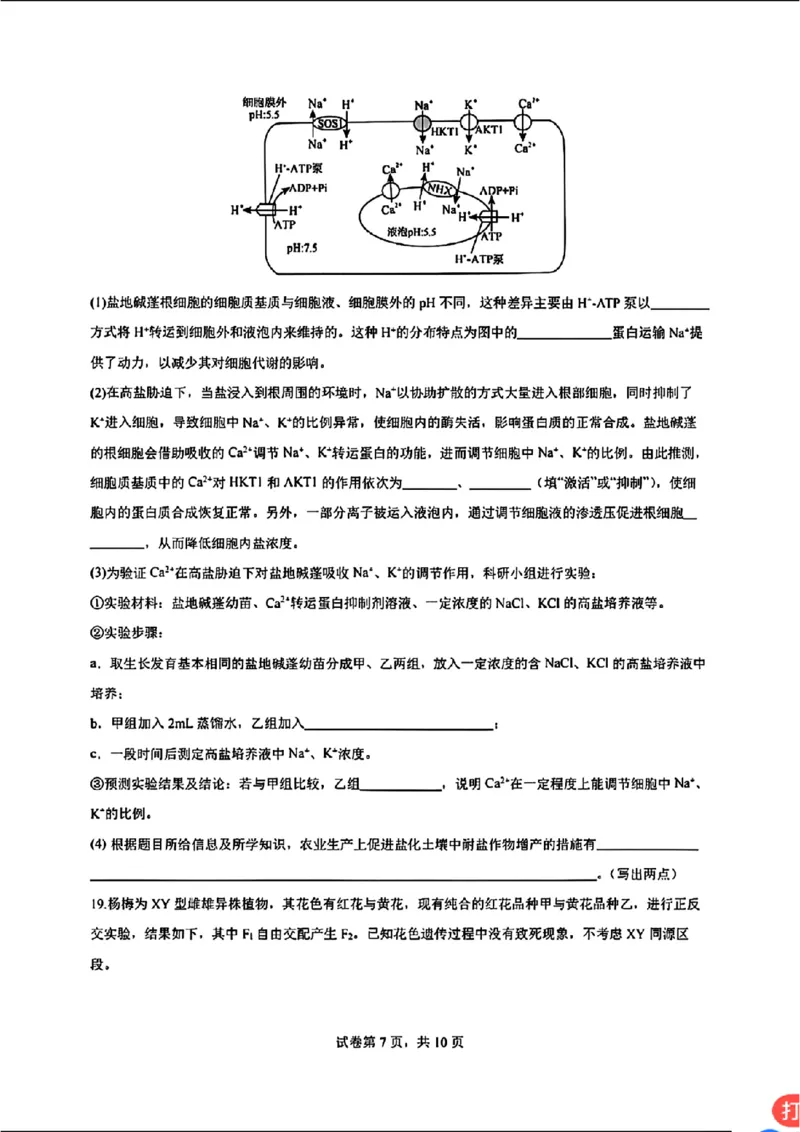 广东省深圳市高级中学2024-2025学年高三上学期第二次诊断考试生物学_2024-2025高三（6-6月题库）_2024年12月试卷_1211广东省深圳市高级中学2024-2025学年高三上学期第二次诊断考试