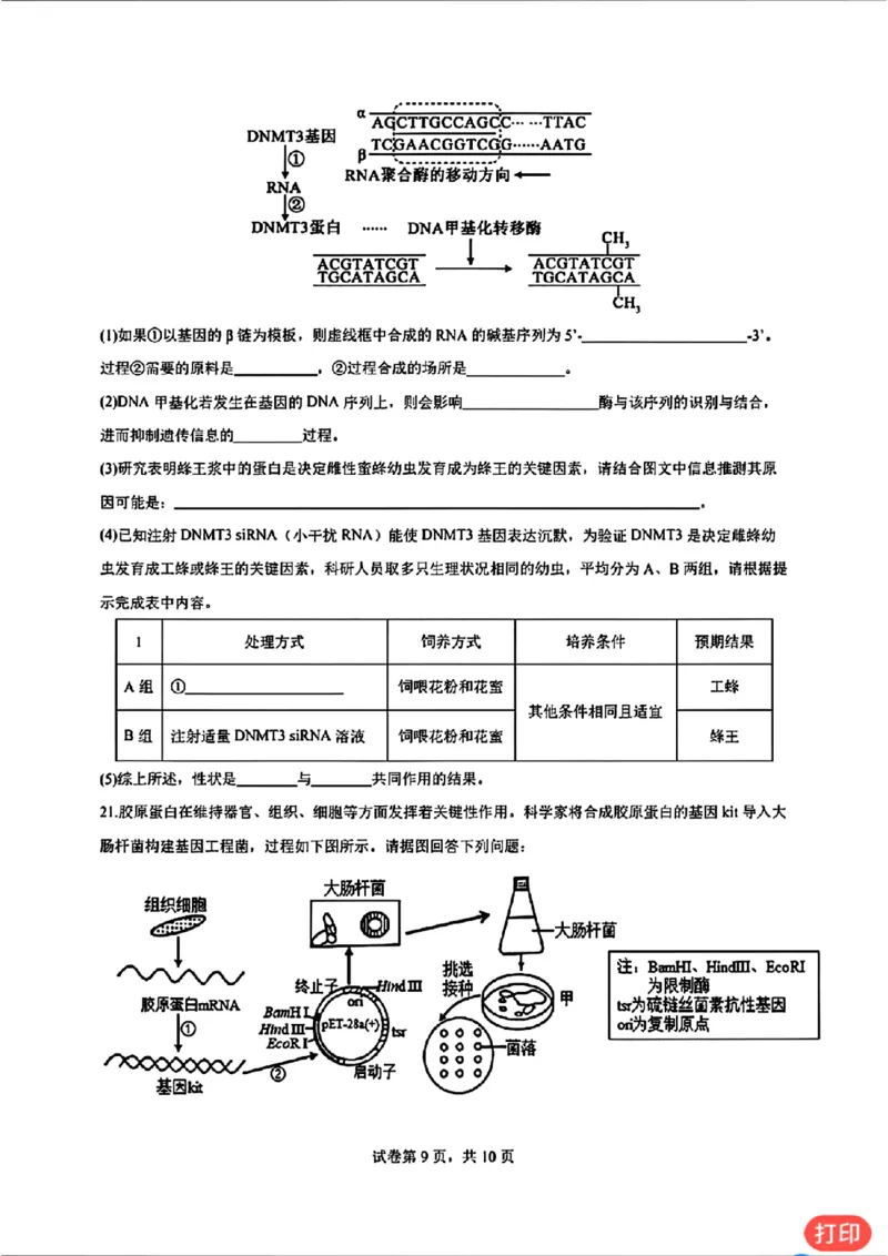广东省深圳市高级中学2024-2025学年高三上学期第二次诊断考试生物学_2024-2025高三（6-6月题库）_2024年12月试卷_1211广东省深圳市高级中学2024-2025学年高三上学期第二次诊断考试