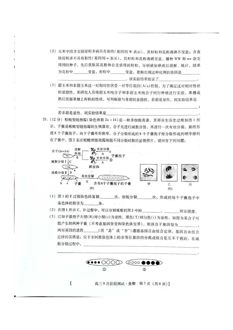 河北省承德市2024-2025学年高三上学期阶段性考试生物试题_2024-2025高三（6-6月题库）_2024年09月试卷_0927琢名小渔&middot;河北省2025届高三年级9月阶段测试