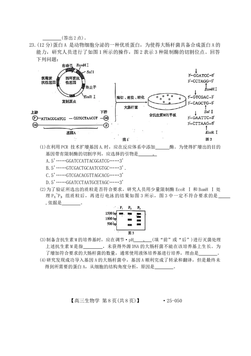 河北省邢台市邢襄联盟2024--2025学年高三上学期开学考试生物试题（）_2024-2025高三（6-6月题库）_2024年09月试卷_0904河北金太阳2024-2025学年高三上学期开学考试（24-05C）