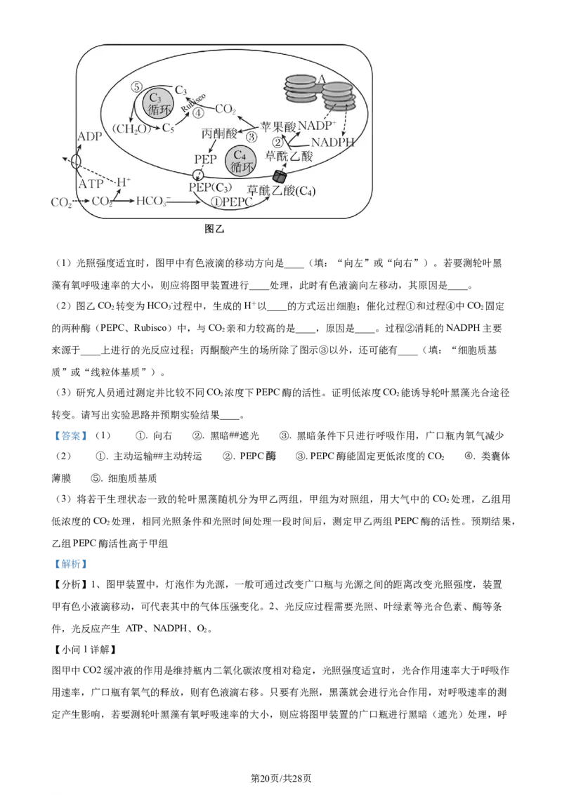 精品解析：2024届山东省泰安市高三一模生物试题（解析版）_2024年3月_013月合集_2024届山东省泰安市高三一模_2024届山东省泰安市高三下学期一模生物试题