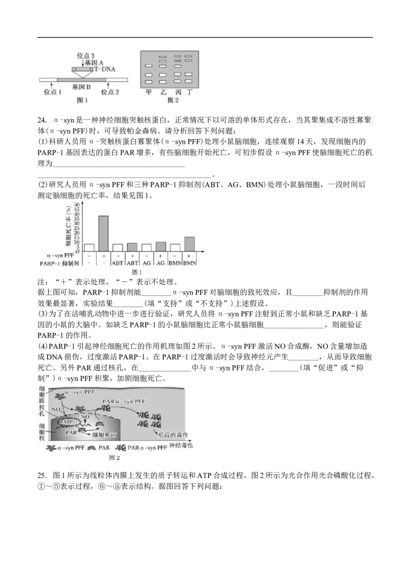 吉林省白城市第一中学2025届高三上学期1月期末考试生物试卷（含解析）_2024-2025高三（6-6月题库）_2025年01月试卷_0107吉林省白城市第一中学2025届高三上学期1月期末考试