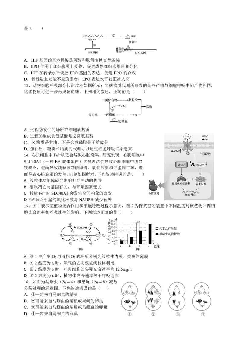 四川省成都市树德中学2024-2025学年高三上学期开学考试生物试题PDF版含答案_2024-2025高三（6-6月题库）_2024年09月试卷_0912四川省成都市树德中学2024-2025学年高三上学期开学考试