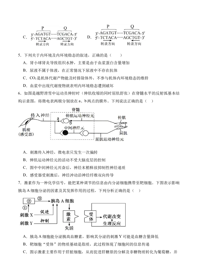 湖南省娄底市第一中学2025-2026学年高二上学期1月月考生物试卷（含答案）_2024-2025高二（7-7月题库）_2026年1月高二_260117湖南省娄底市第一中学2025-2026学年高二上学期1月月考