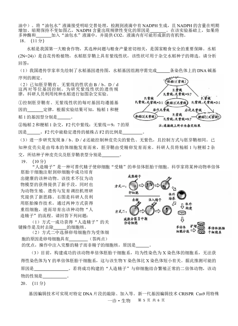 四川省泸州市高2022级第一次教学质量诊断性考试生物_2024-2025高三（6-6月题库）_2024年11月试卷_1130四川省泸州市高2022级第一次教学质量诊断性考试（全科）