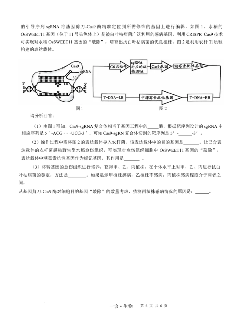 四川省泸州市高2022级第一次教学质量诊断性考试生物_2024-2025高三（6-6月题库）_2024年11月试卷_1130四川省泸州市高2022级第一次教学质量诊断性考试（全科）