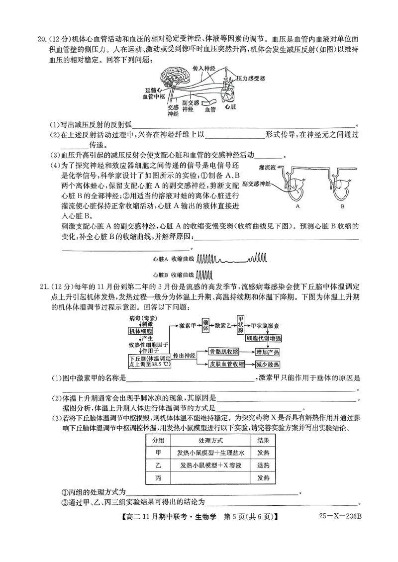 河北省保定市六校2024-2025学年高二上学期11月期中生物试题_2024-2025高二（7-7月题库）_2024年11月试卷_1111河北省保定市六校2024-2025学年高二上学期11月期中