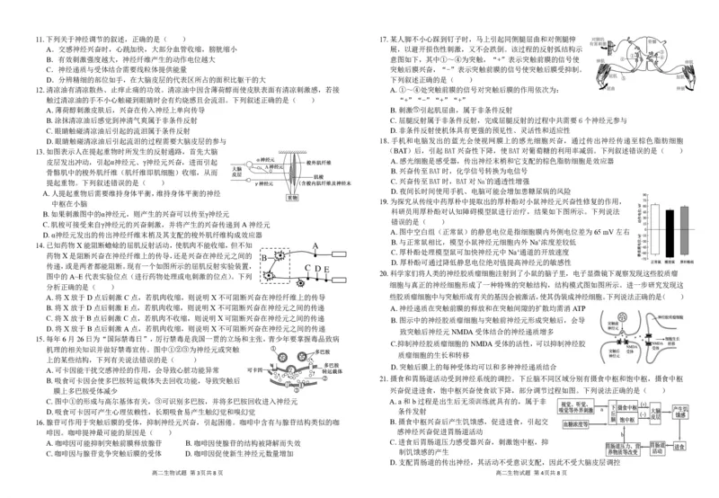 安徽省芜湖市镜湖区安徽师范大学附属中学2024-2025学年高二上学期11月期中生物试题扫描版无答案_2024-2025高二（7-7月题库）_2024年11月试卷