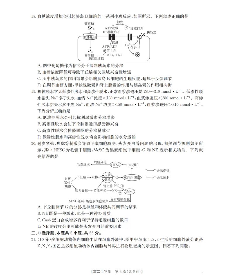 内蒙古赤峰市松山区全市普通高中联盟2025-2026学年高二上学期期中考试（26-141B）生物