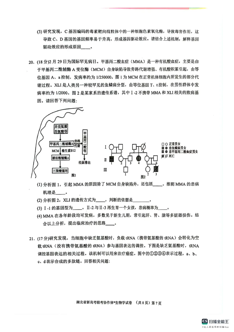 湖北省新高考联考协作体2024-2025学年高二上学期开学考试生物+答案_2024-2025高二（7-7月题库）_2024年09月试卷_0914湖北省新高考联考协作体2024-2025学年高二上学期开学考试