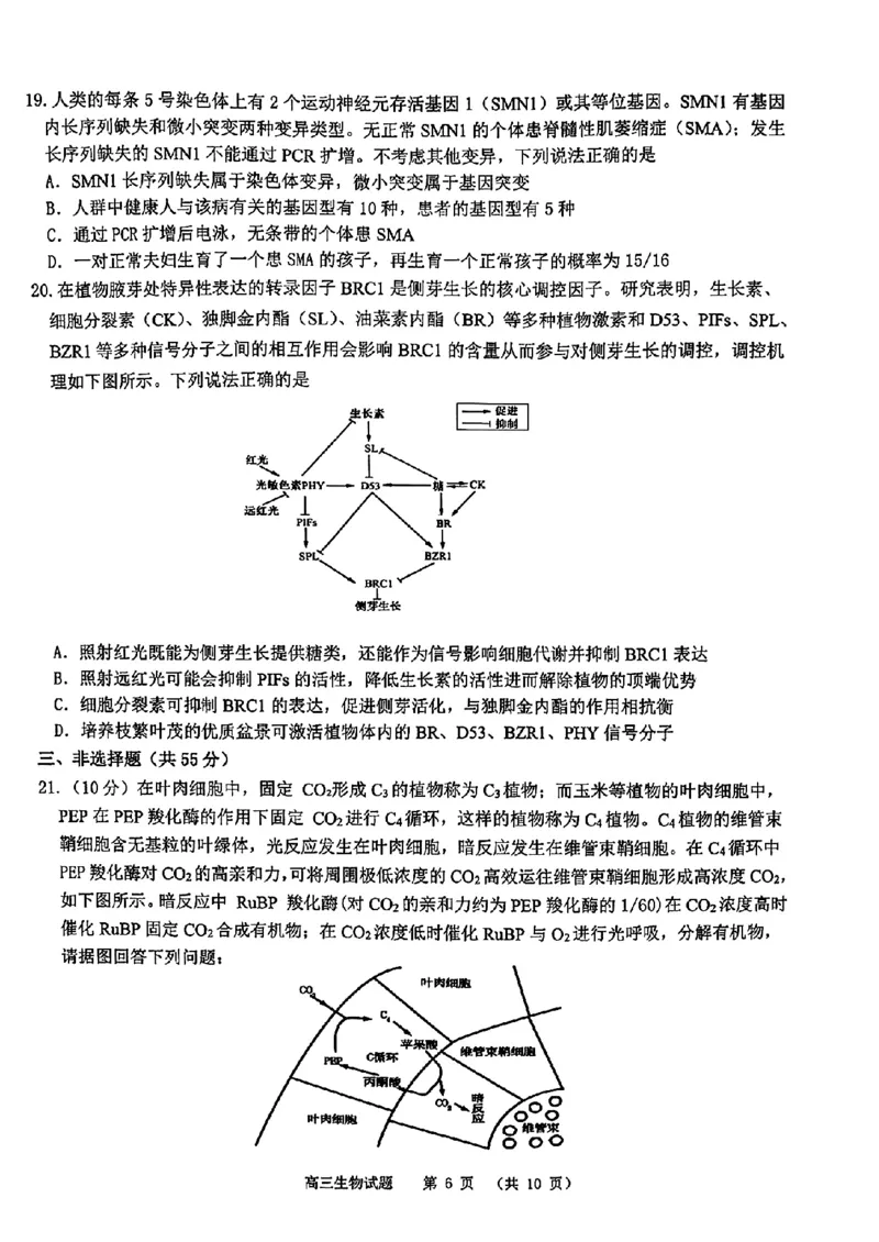 山东省部分名校2025届高三上学期12月校际联合检测生物+答案_2024-2025高三（6-6月题库）_2024年12月试卷_1215山东省名校2025届高三上学期12月校际联合检测