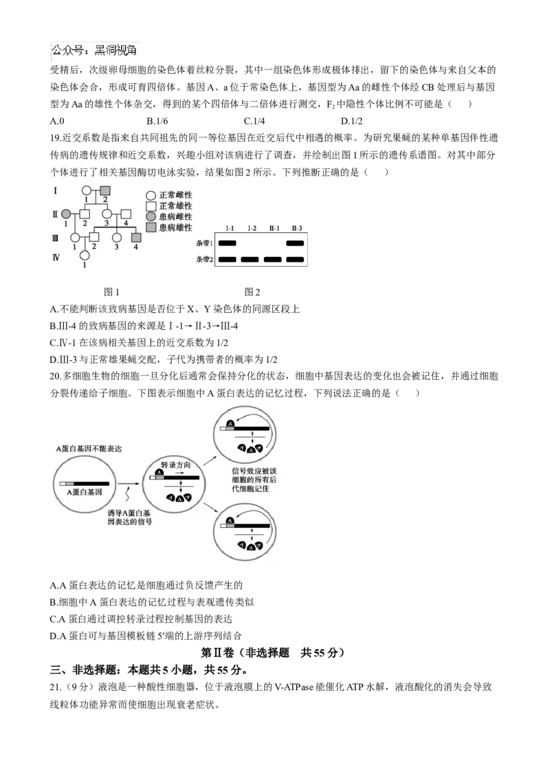 山东省德州市2024-2025学年高三上学期期中考试生物试题_2024-2025高三（6-6月题库）_2024年11月试卷_1116山东省德州市2024-2025学年高三上学期期中考试（全科）