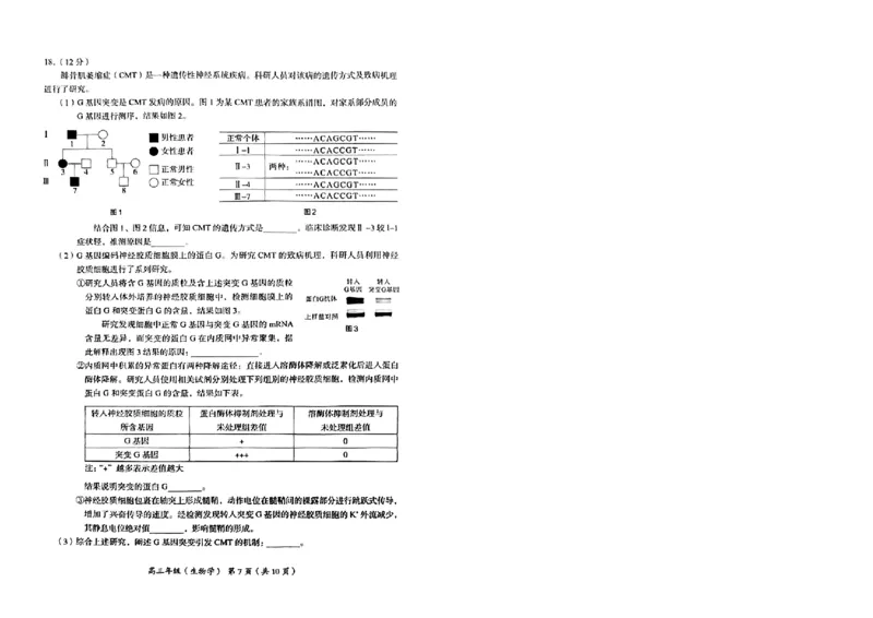 生物试卷(1)_2023年11月_0211月合集_2024届北京市海淀区高三上学期期中考试_北京市海淀区2024届高三上学期期中考试生物