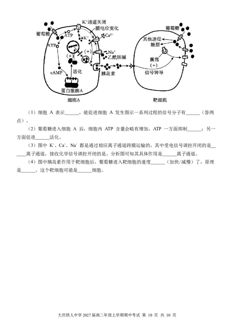 大庆铁人中学2024级高二年级上学期期中考试生物试卷_251209黑龙江省大庆铁人中学2025-2026学年高二上学期期中考试（全）