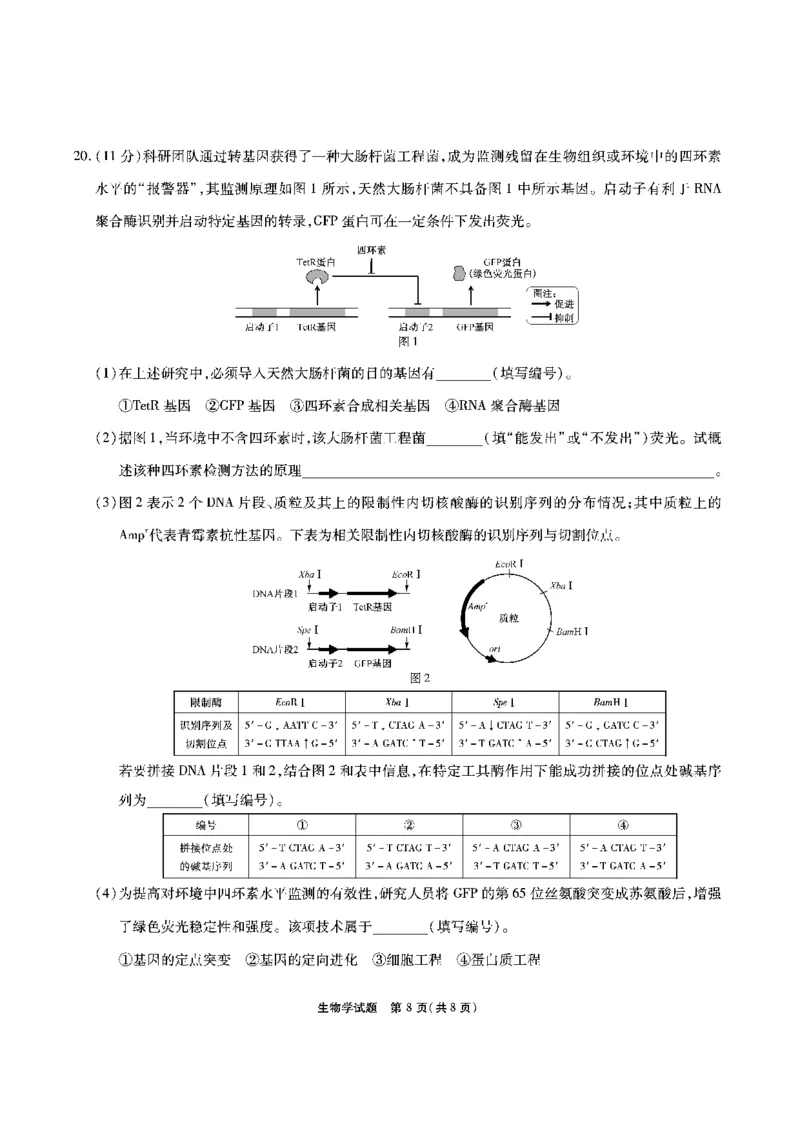 生物试题_2024年2月_01每日更新_23号_2024届安徽省六校教育研究会高三下学期下学期第二次素养测试（2月）_安徽省六校教育研究会2024届高三下学期下学期第二次素养测试（2月）生物