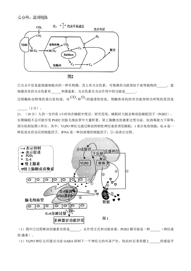 江苏省扬州市高邮市2024-2025学年高三上学期12月月考生物试题（含答案）_2024-2025高三（6-6月题库）_2025年01月试卷_0103江苏省扬州市高邮市2024-2025学年高三上学期12月月考（全科）
