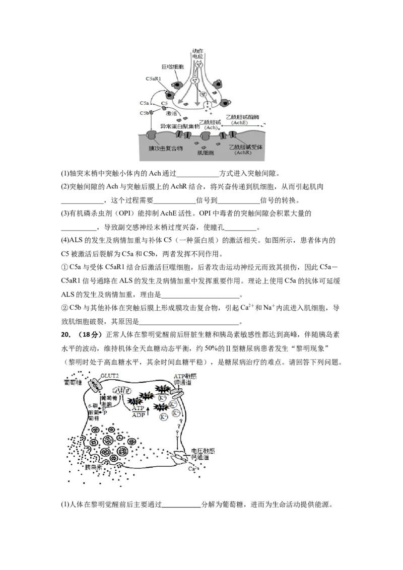 湖北省汉川市金益高级中学有限公司2025-2026学年高二上学期12月月考生物试题_2024-2025高二（7-7月题库）_2026年1月高二