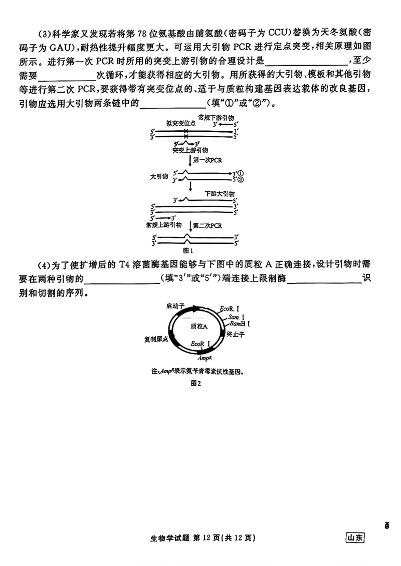 山东省衡水金卷2025届高三年级上学期九月摸底联考生物+答案_2024-2025高三（6-6月题库）_2024年09月试卷_0908山东省衡水金卷2025届高三年级上学期九月摸底联考