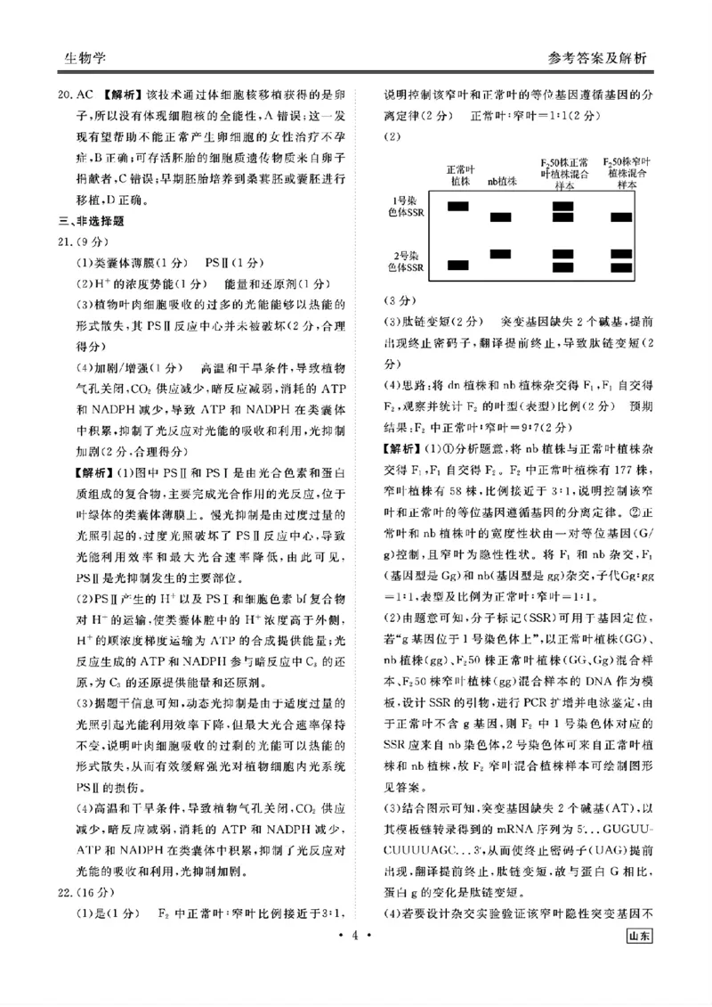 山东省衡水金卷2025届高三年级上学期九月摸底联考生物+答案_2024-2025高三（6-6月题库）_2024年09月试卷_0908山东省衡水金卷2025届高三年级上学期九月摸底联考