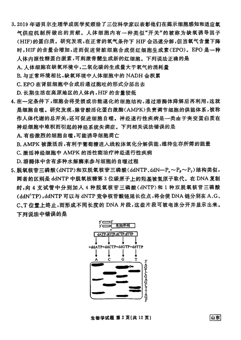 山东省衡水金卷2025届高三年级上学期九月摸底联考生物+答案_2024-2025高三（6-6月题库）_2024年09月试卷_0908山东省衡水金卷2025届高三年级上学期九月摸底联考