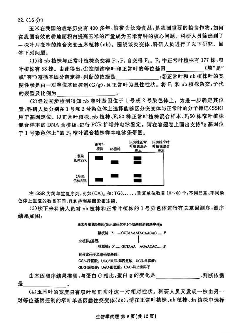 山东省衡水金卷2025届高三年级上学期九月摸底联考生物+答案_2024-2025高三（6-6月题库）_2024年09月试卷_0908山东省衡水金卷2025届高三年级上学期九月摸底联考