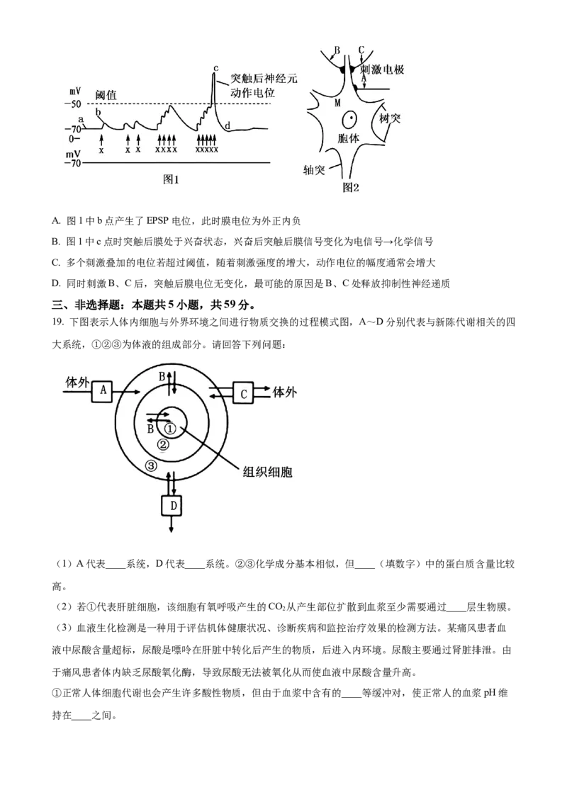 河北省保定市定州市2024-2025学年高二上学期11月期中生物试题Word版无答案_2024-2025高二（7-7月题库）_2024年12月试卷_1216河北省保定市定州市2024-2025学年高二上学期11月期中考试