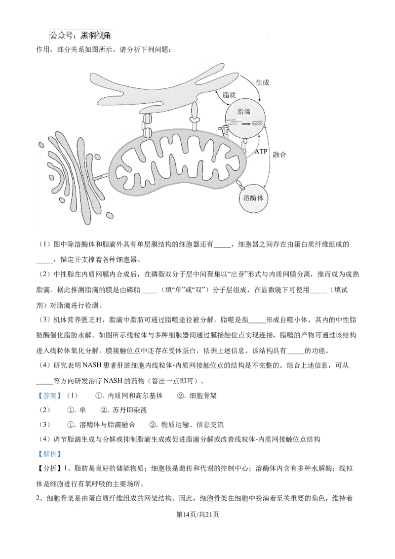 江西省南昌市第十中学2024-2025学年高三上学期第一次月考生物答案_2024-2025高三（6-6月题库）_2024年10月试卷_1026江西省南昌市第十中学2024-2025学年高三上学期第一次月考（全）