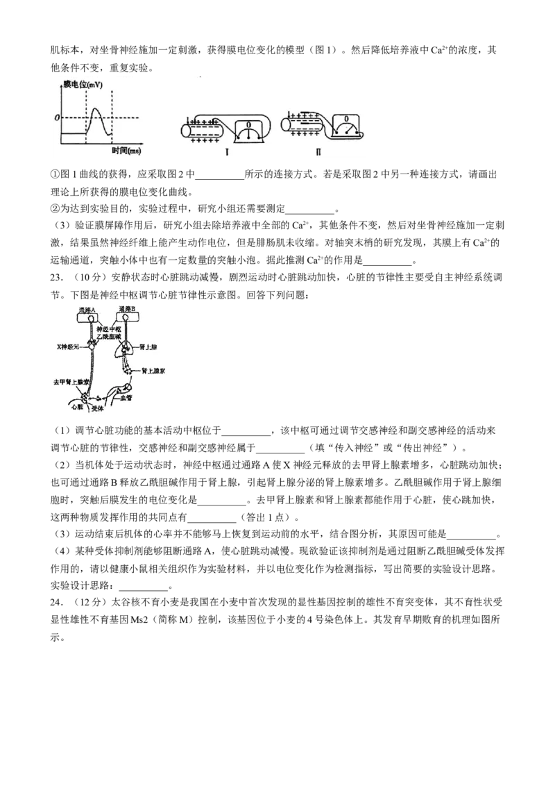 吉林省长春市东北师范大学附属中学2024-2025学年高三上学期第二次摸底考试生物学试题（含答案）_2024-2025高三（6-6月题库）_2024年12月试卷