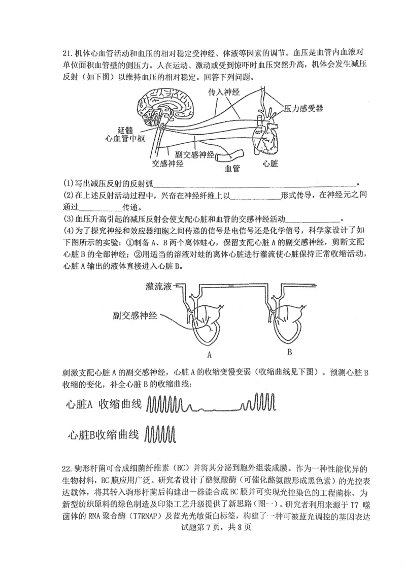 华中师范大学第一附属中学2024-2025学年高三上学期10月月度检测生物试卷_2024-2025高三（6-6月题库）_2024年10月试卷
