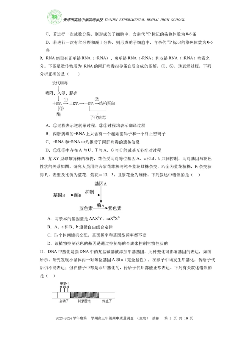 高三期中生物试卷(1)_2023年11月_0211月合集_2024届天津市实验中学滨海学校高三上学期期中质量调查考试_天津市实验中学滨海学校2024届高三上学期期中质量调查考试生物