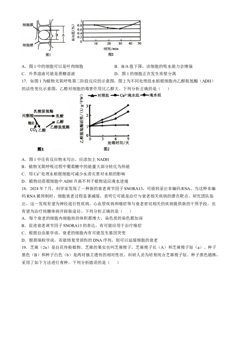 山东省菏泽市2024-2025学年高三上学期期中考试生物含解析_2024-2025高三（6-6月题库）_2024年10月试卷_1031山东省菏泽市2024-2025学年高三上学期期中考试