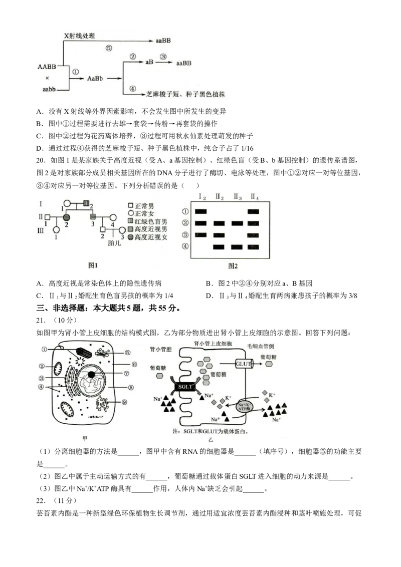 山东省菏泽市2024-2025学年高三上学期期中考试生物含解析_2024-2025高三（6-6月题库）_2024年10月试卷_1031山东省菏泽市2024-2025学年高三上学期期中考试