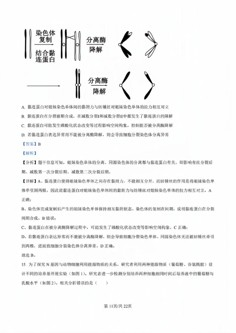 广东省佛山市2024学年顺德区普通高中高三教学质量检测（一）生物试卷+参考答案_2024-2025高三（6-6月题库）_2024年11月试卷