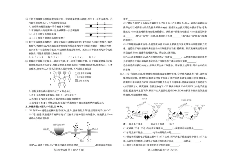 山东新高考联合质量测评高三10月联考试题生物试卷_2024-2025高三（6-6月题库）_2024年10月试卷_1012山东新高考联合质量测评高三10月联考试题