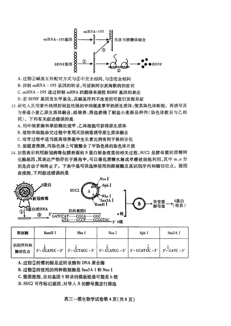 四川省内江市高三上学期第一次模拟考试生物+答案_2024-2025高三（6-6月题库）_2024年12月试卷_1209四川省内江市2025届高三上学期第一次模拟考试（全科）