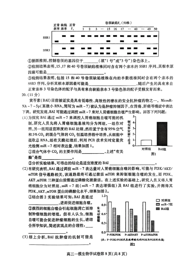 四川省内江市高三上学期第一次模拟考试生物+答案_2024-2025高三（6-6月题库）_2024年12月试卷_1209四川省内江市2025届高三上学期第一次模拟考试（全科）