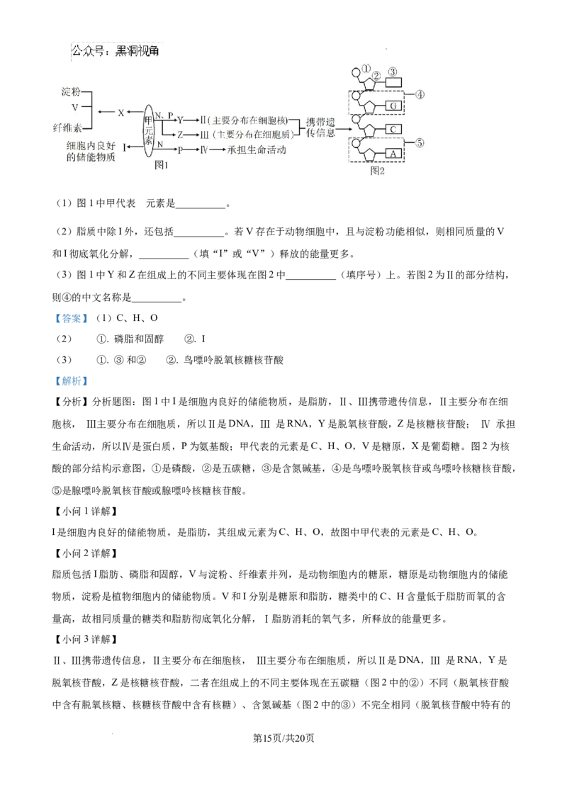 江西省宜春市丰城市第九中学2024-2025学年高三上学期第一次段考生物答案_2024-2025高三（6-6月题库）_2024年10月试卷