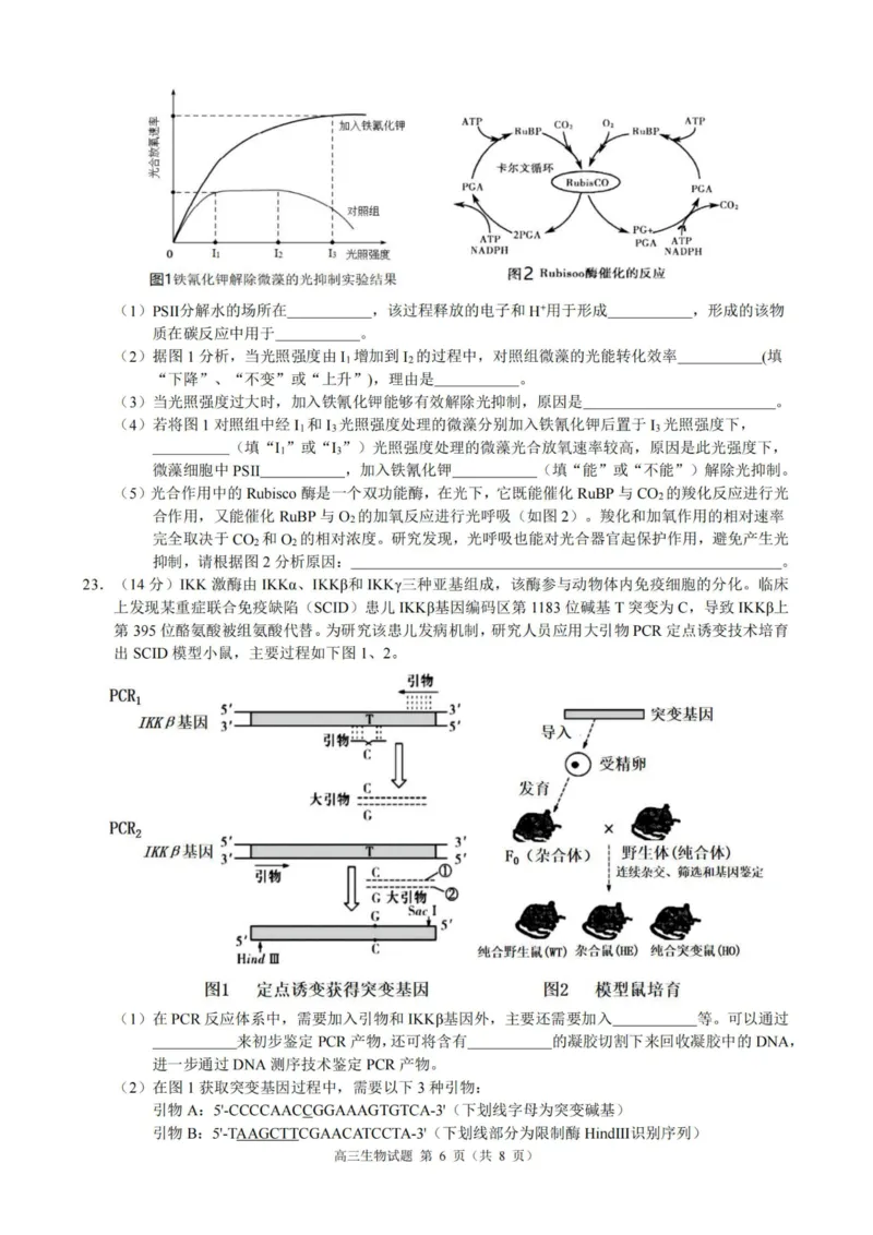 生物卷-23119+1联盟高三联考(1)_2023年11月_0211月合集_2024届浙江省9+1高中联盟高三上学期期中联考_浙江省9+1高中联盟2024届高三上学期期中联考生物