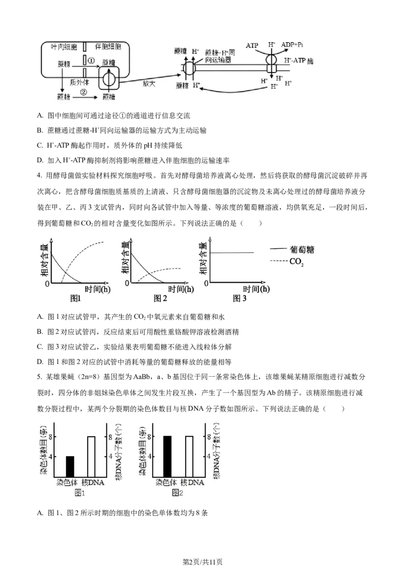 精品解析：2024届山东省聊城市高三一模生物试题（原卷版）_2024年3月_013月合集_2024届山东省聊城市高考模拟试题（一）_山东省聊城市2024年高考模拟试题（一）生物