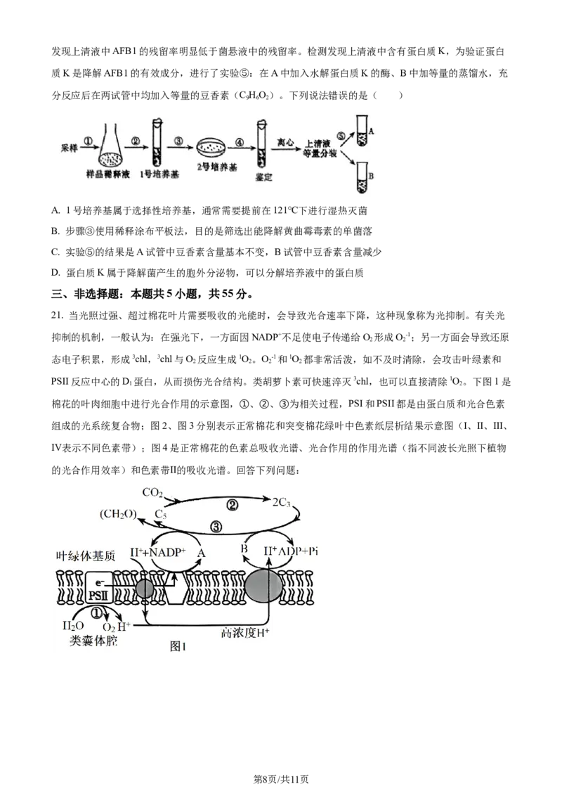 精品解析：2024届山东省聊城市高三一模生物试题（原卷版）_2024年3月_013月合集_2024届山东省聊城市高考模拟试题（一）_山东省聊城市2024年高考模拟试题（一）生物