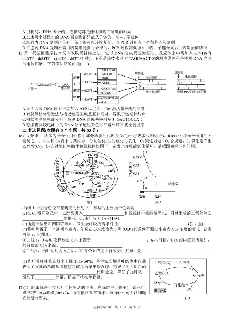 四川省名校联盟2025届高三12月联考生物_2024-2025高三（6-6月题库）_2024年12月试卷_1218四川省名校联盟2025届高三12月联考试卷（全科）